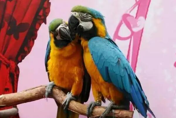 十大爱情鸟有哪些 世界上最幸福的情侣鸟类 第3张