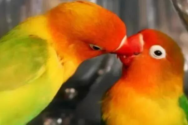 十大爱情鸟有哪些 世界上最幸福的情侣鸟类 第4张