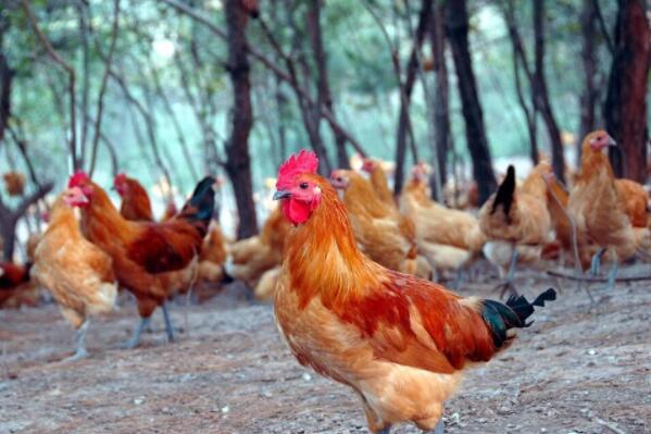 中国最原始的土鸡品种有哪些 中国十大土鸡排行榜 第1张
