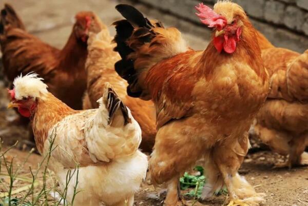 中国最原始的土鸡品种有哪些 中国十大土鸡排行榜 第10张
