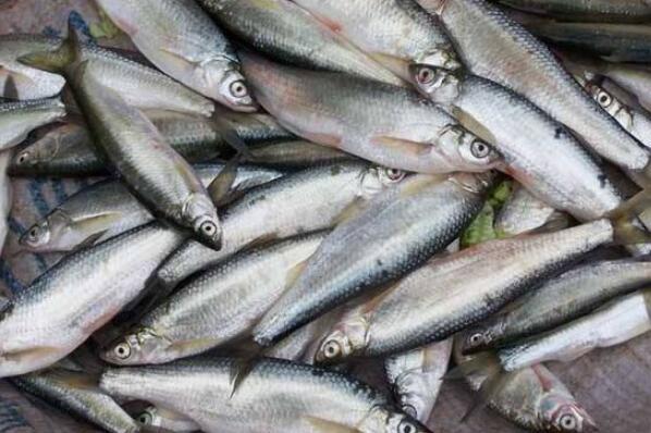 最好吃的淡水鱼排行榜 中国最好吃的十种鱼 第8张