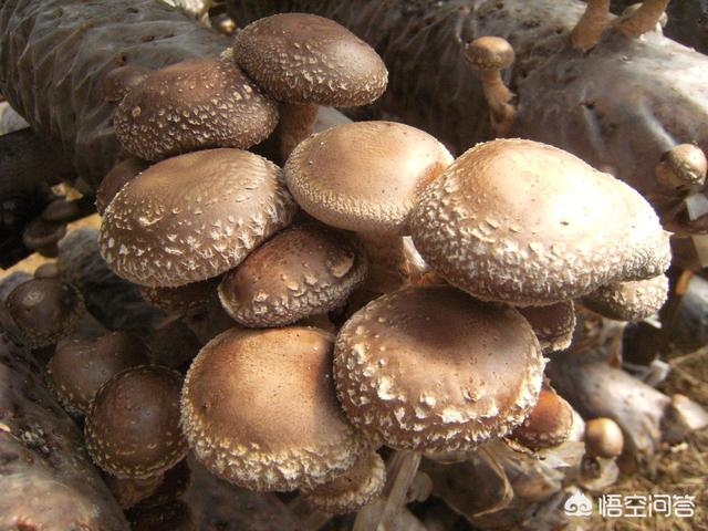炒鲜蘑菇怎么做好吃 炒蘑菇的做法分享 第3张
