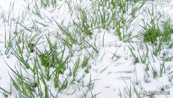 大雪纷飞对稼穑的长处（大雪季节的“雪”对地盘和农农作物的感化） 第4张