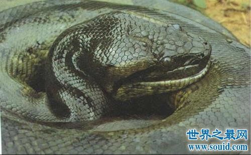 华夏最大的蟒蛇（华夏最大的蛇是什么格式） 第1张