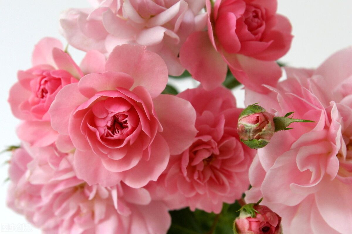 粉色玫瑰花代办什么道理（粉玫瑰的花语是什么？）