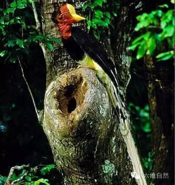 鹤顶红鸟（濒临灭绝的危险的“鹤顶红”——盔犀鸟） 第2张